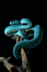 Blue insularis pit viper
