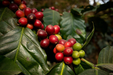 Search photos coffee plant