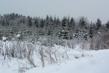 Christmas tree nursery winter landscape
