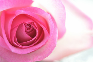 Pink rose

