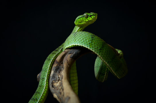 Green insularis pit viper