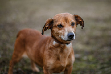 Brown cute dog