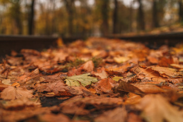 macro leaves in autumn