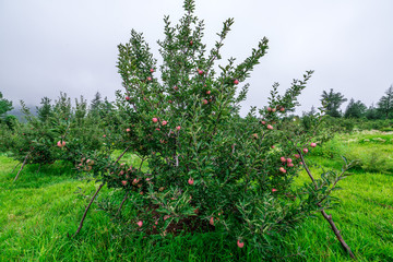 Fototapeta na wymiar Apple garden nature background rainy day. Gardening and harvesting. Fall apple crops organic natural fruits