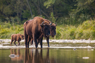 Numerous herd of european bison, bison bonasus, crossing a river. Majestic wild animals splashing water. Dynamic wildlife scene with endangered mammal species in wilderness. © WildMedia