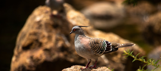 Colourful crested pigeon is a bird found widely throughout mainland Australia.