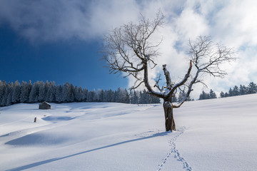 Winterlandschaft Rorschacherberg