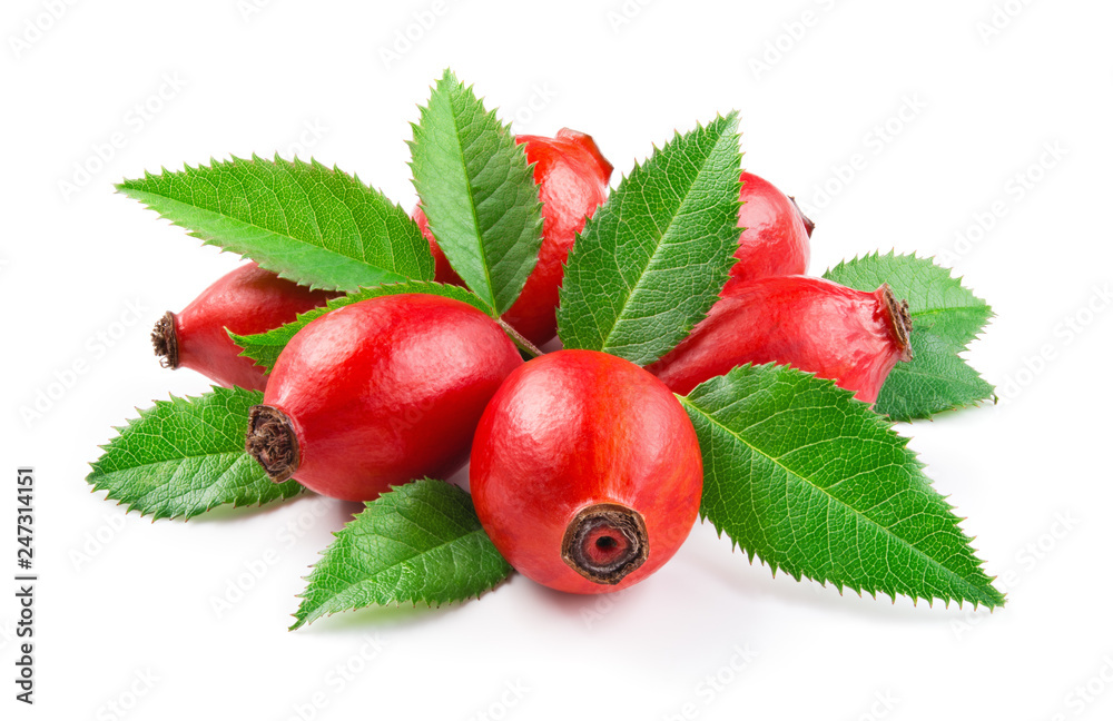 Wall mural rosehip. berries with leaves isolated on a white background. - Wall murals
