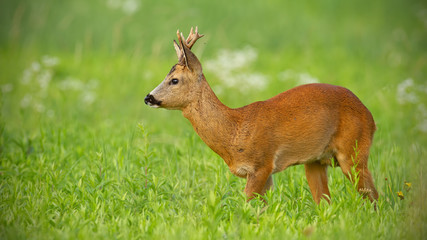 Young roe deer, capreolus capreolus, buck on green meadow looking away in summer with white flowers in background. Summer wildlife scenery with relaxed wild animal in nature.