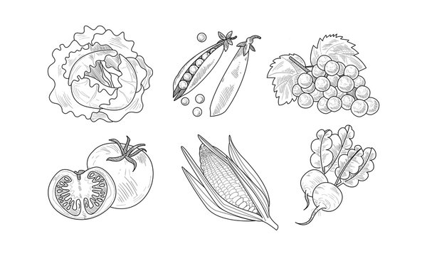 Vector set of fresh vegetables and fruits. Natural food. Organic and healthy products. Hand drawn icons