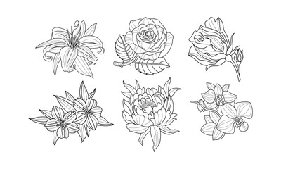 Vector set of beautiful hand drawn flowers. Monochrome rose, lily, peony, orchid and hibiscus