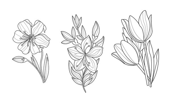 Vector set of 3 sketchy ornamental flowers. Beautiful blooming plants. Botanical theme. Hand drawn illustrations