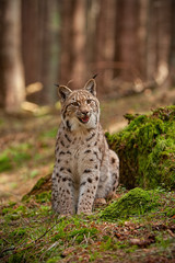 Eursian lynx sitting on rocks covered with green moss with blurred background. Endangered mammal predator in natural environment. Wildlife scenery from nature.
