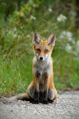 Young red fox, vulpes vulpes, sitting on gravel roadside in summer. Wild animal on road.