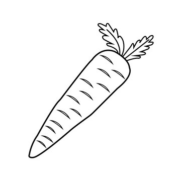 Line icon carrot isolated on white background. Vector illustration.