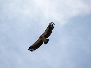 Flight of the Bearded Man or the Lamb of the Lat. Gypaetus barbatus, in Kazakhstan.