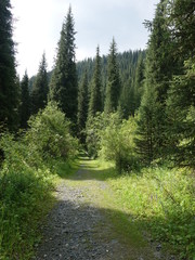 Fototapeta na wymiar Mountains and forests in Trans-Ili Alatau.