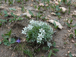 Edelweiss in the summer.