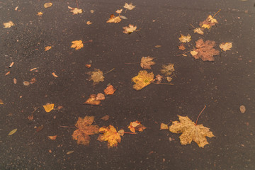 autumn leaves in a puddle
