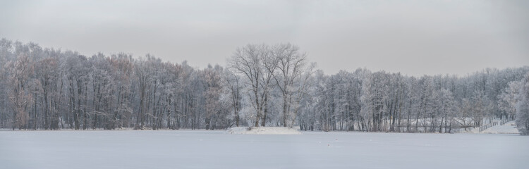 Obraz na płótnie Canvas snowy winter forest