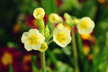yellow primula blooming in garden.