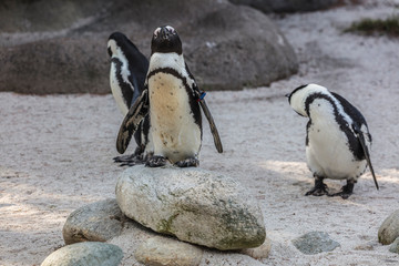 Humboldt penguins (Spheniscus humboldti, family: Spheniscidae), also known as peruvian penguin, or...