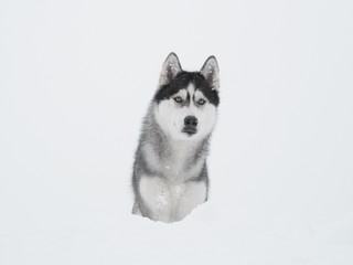 portrait of Siberian Husky in the snow on a white background