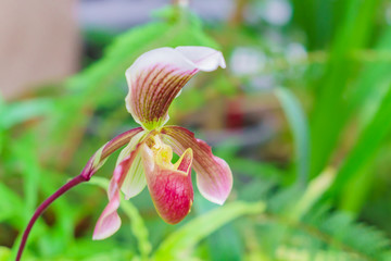 close up of blooming Orchid Paphiopedilum in botanical garden
