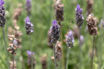 Lavanda