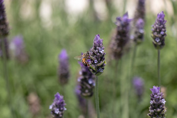 Lavanda