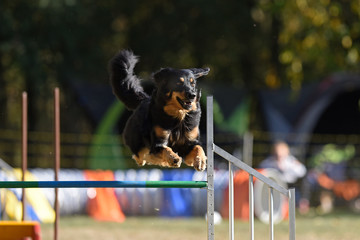 Hundesport Agility 