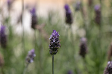 Lavanda