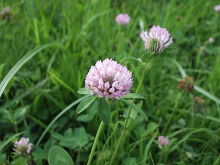 Obraz premium シロツメクサ。独り、公園で。