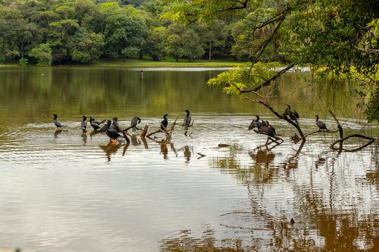 Pássaros no lago © Marcos