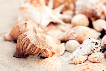 Seashells on the sand, summer beach background, travel concept .
