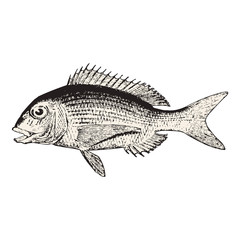 Porgy Fish vector illustration vintage engraved style