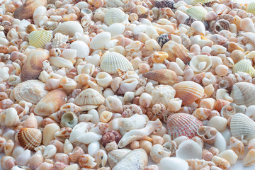 Background of small sea shells