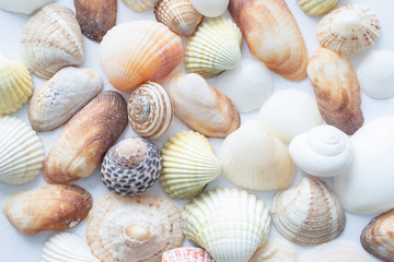 Background of small sea shells