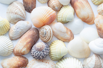 Background of small sea shells