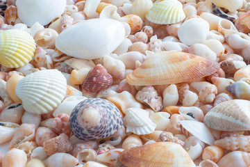 Background of small sea shells
