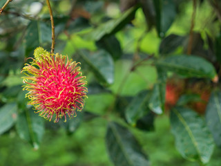 Rambutan tree, tropical fruit
