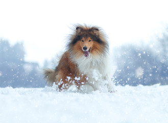 Collie im Schnee