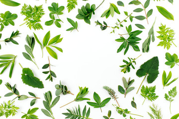 Styled Green leaves frame. Varied forest grass and leaves on a white background. - obrazy, fototapety, plakaty