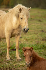 Fototapeta premium Icelandic horse mare with her young foal in evening yellow sunlight