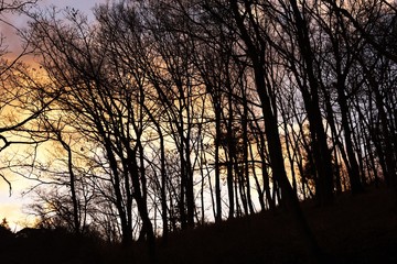 A view of the winter woods