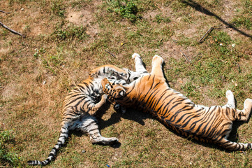 Tiger fight