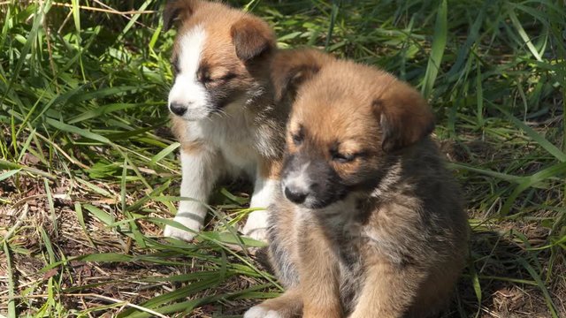 Two homeless puppies in the grass. Stray animals