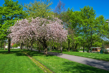 Blühender Apfelbaum in einem Park