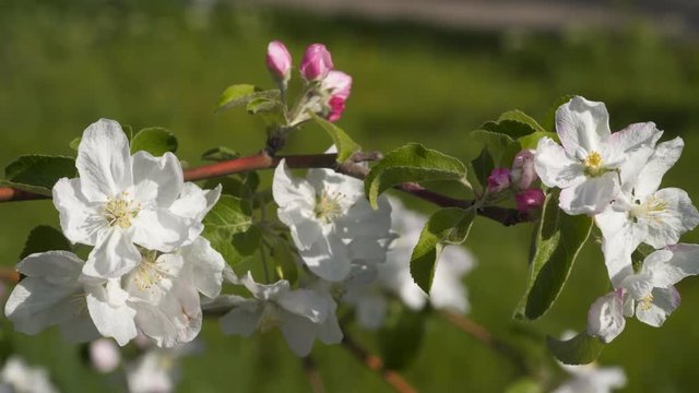White flowers of an apple tree on a tree branch. Fruit trees in bloom