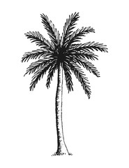 Obraz premium Hand drawn vector illustration of coconut palm tree.